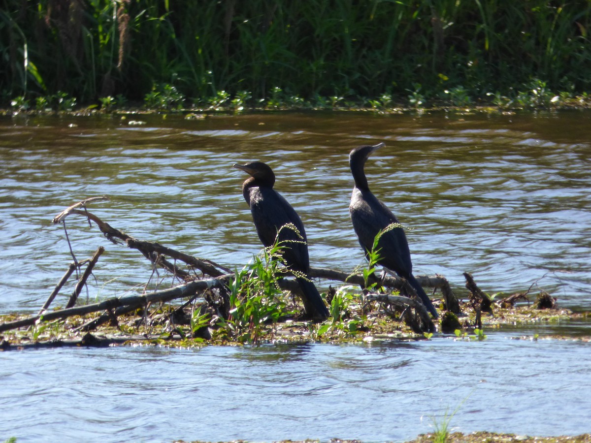 Neotropic Cormorant - ML104587601