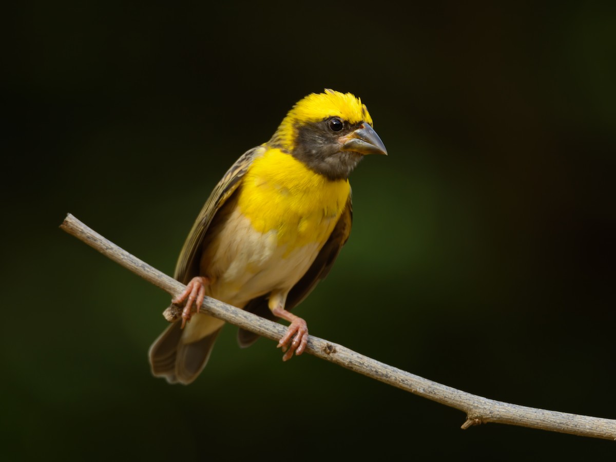 Baya Weaver - Ramesh Desai