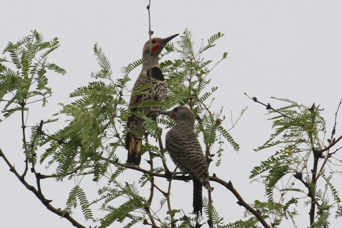 Gilded Flicker - ML104590991