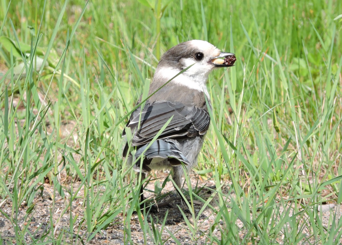 Canada Jay - Thomas Williams