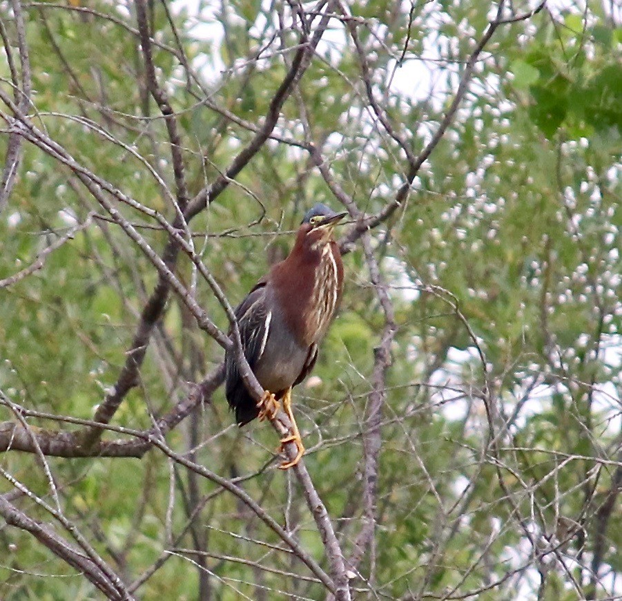 Green Heron - Millie and Peter Thomas