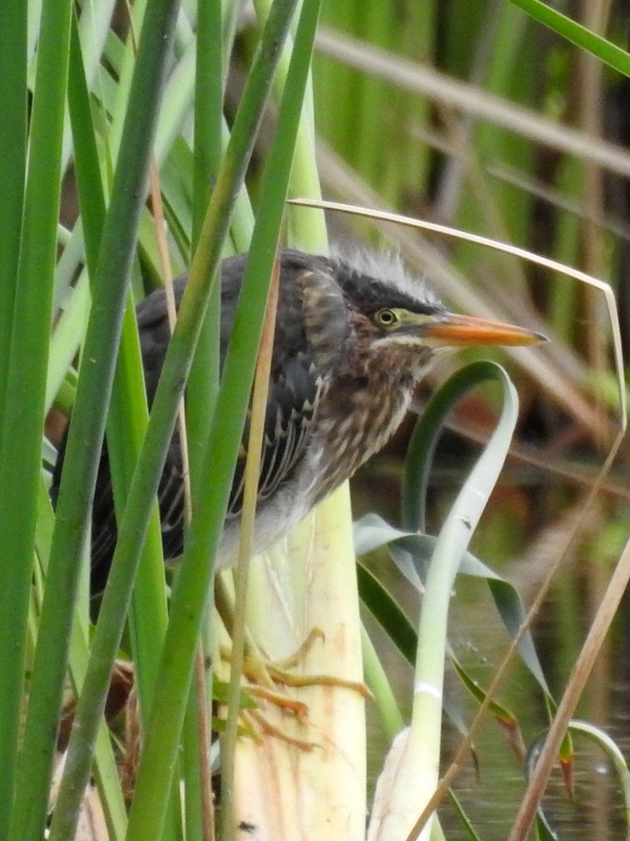 Green Heron - ML104599221