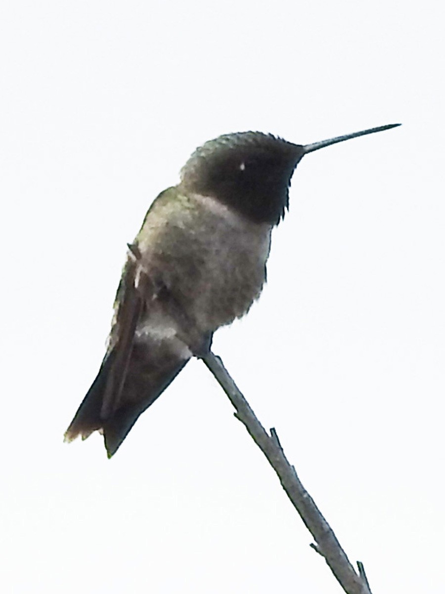 Black-chinned Hummingbird - ML104599331