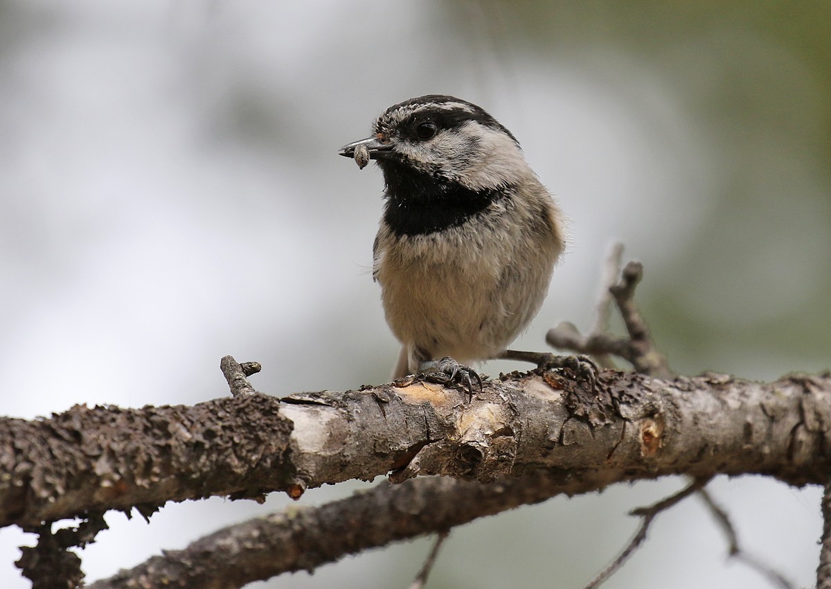 Mountain Chickadee - ML104600131