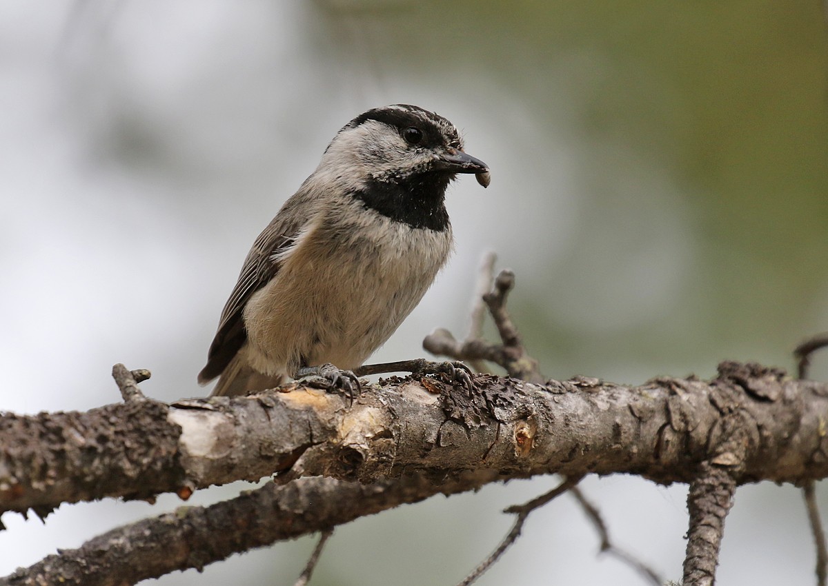 Mountain Chickadee - ML104600141