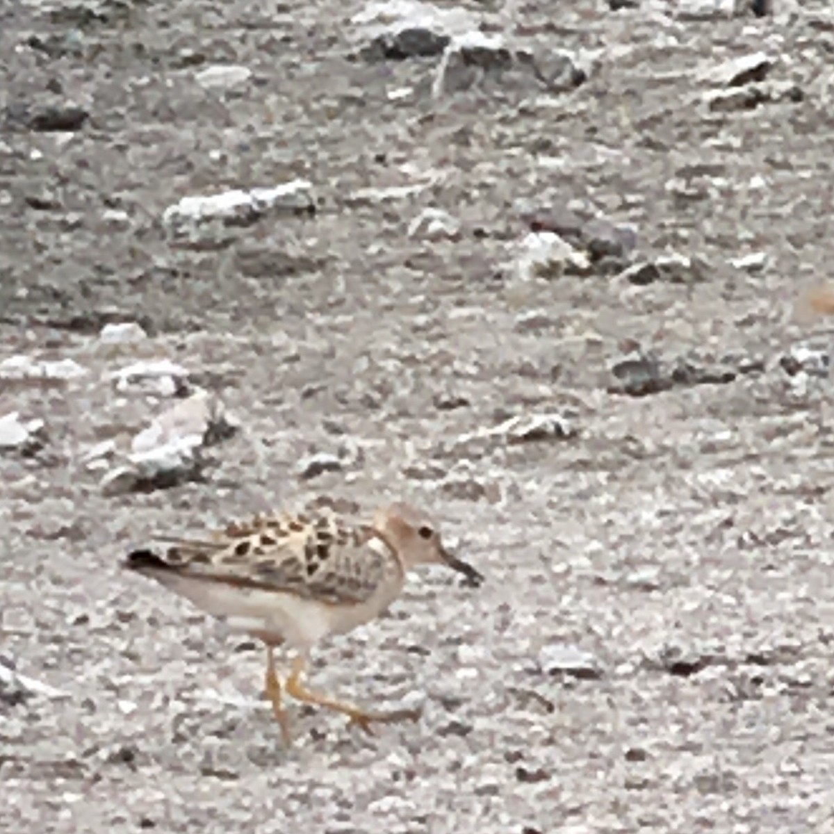 Жовтоволик - ML104601071