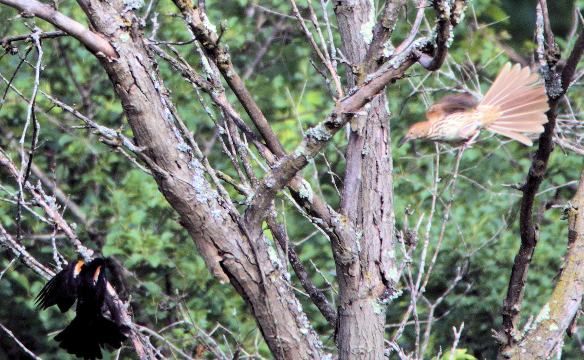 Brown Thrasher - ML104601501