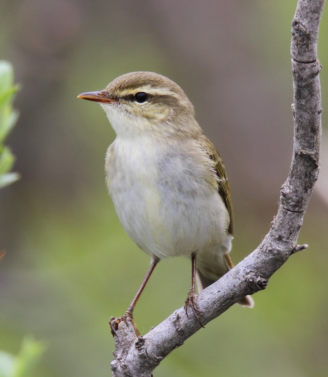 Mosquitero Boreal - ML104603001