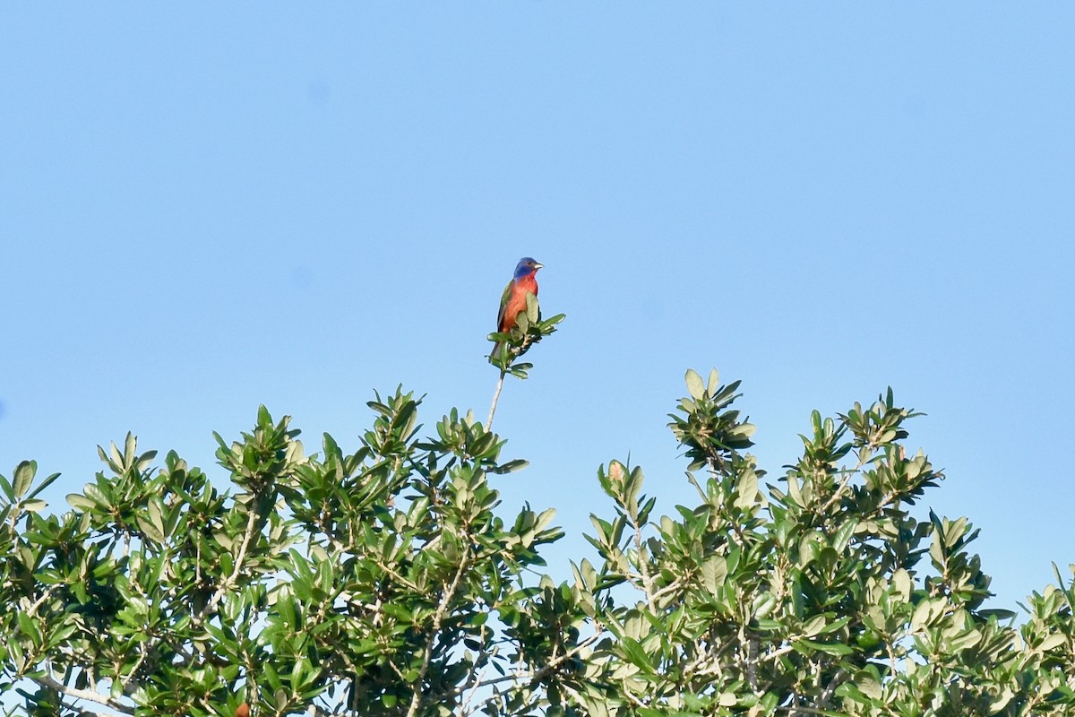 Painted Bunting - Bill Schneider