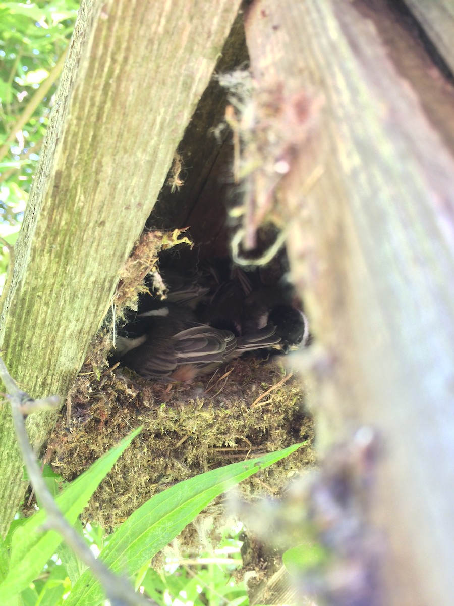 Black-capped Chickadee - ML104604741