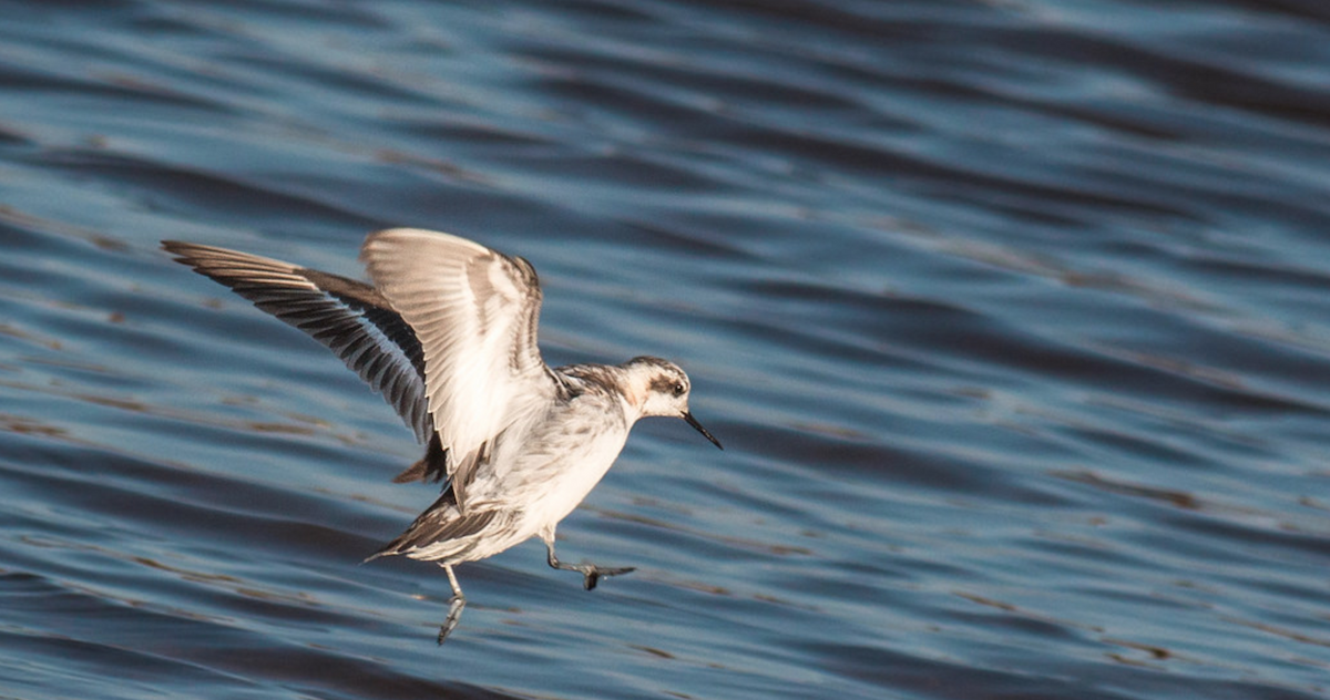 Red-necked Phalarope - Pedro Nicolau
