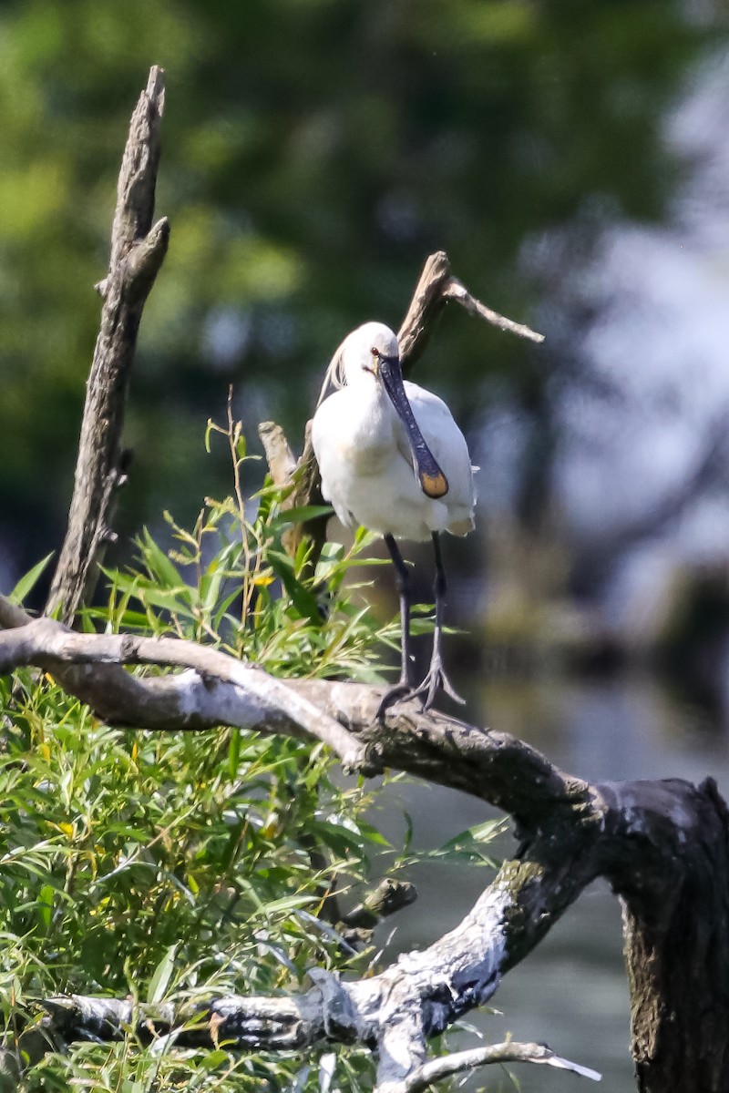 Eurasian Spoonbill - ML104606351