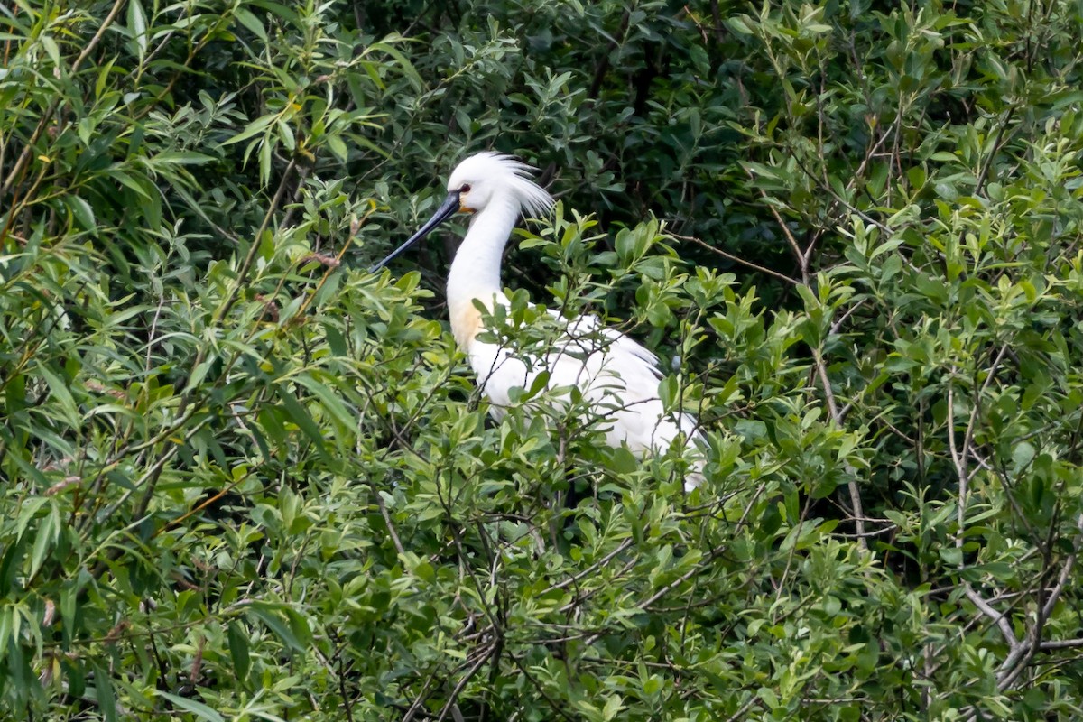 Eurasian Spoonbill - ML104606401