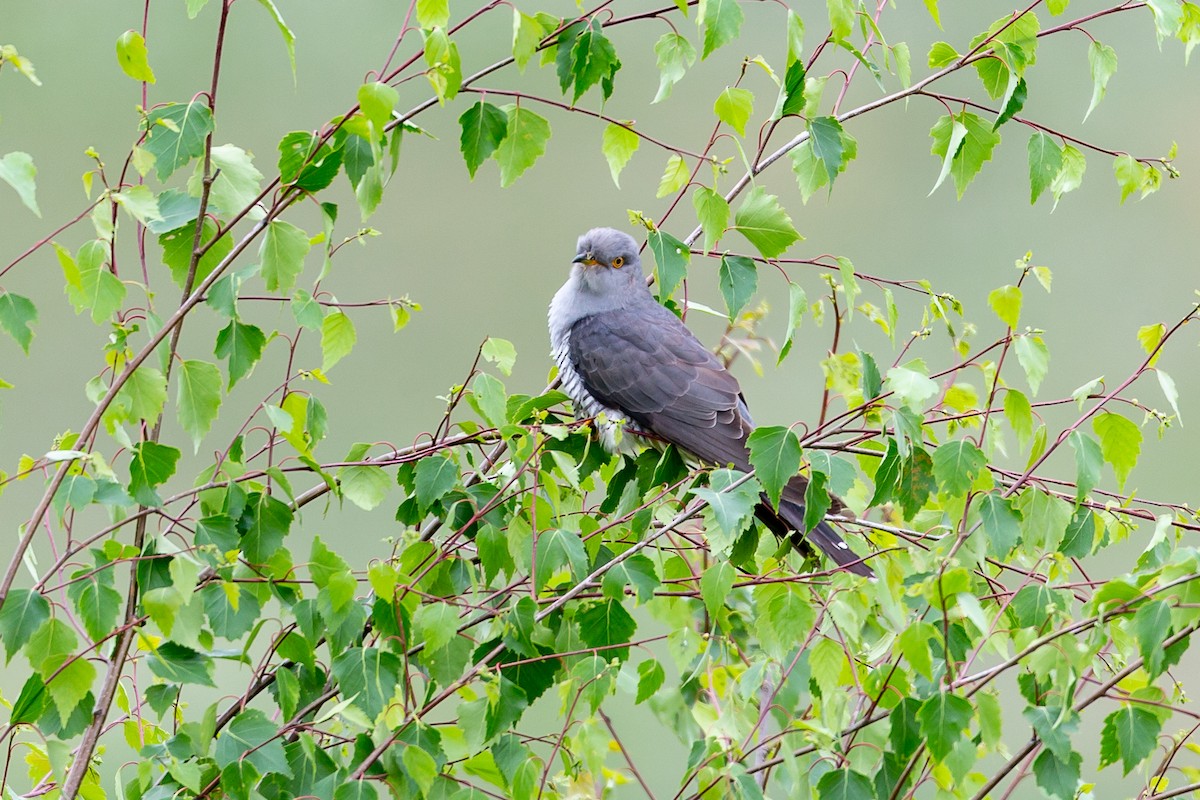 Common Cuckoo - ML104607991