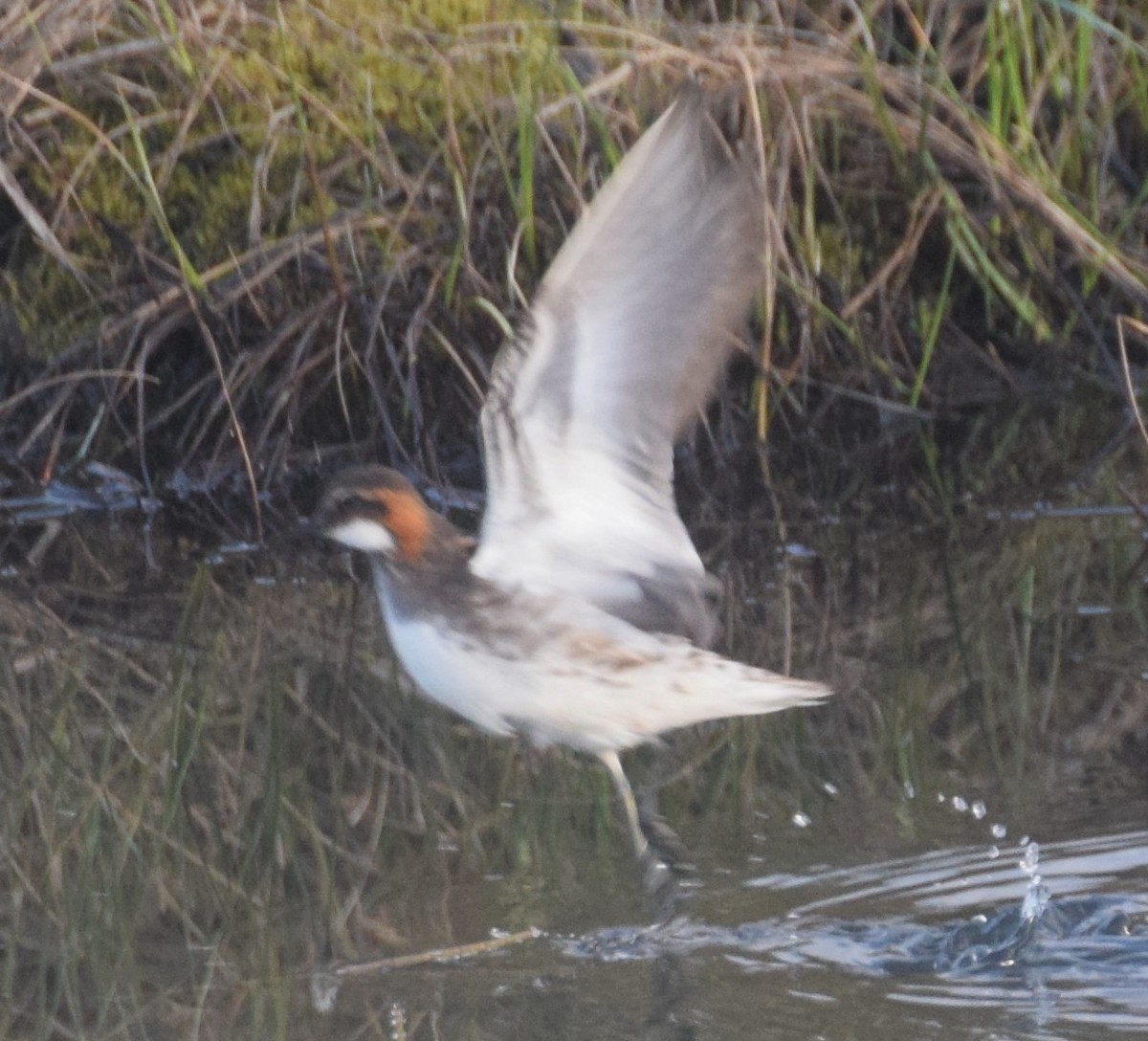 Phalarope à bec étroit - ML104614061