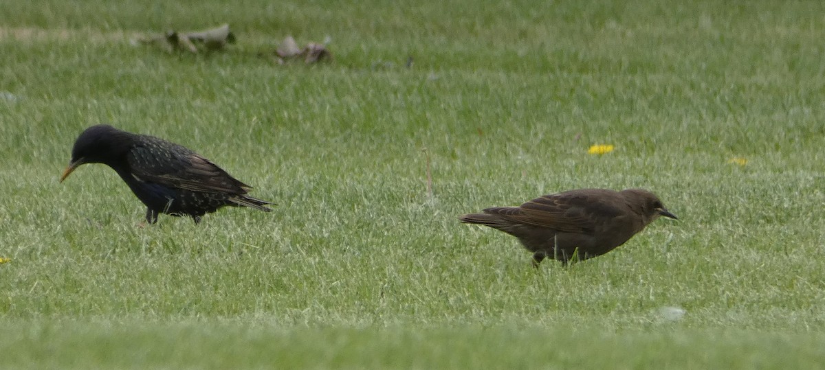 European Starling - ML104615311