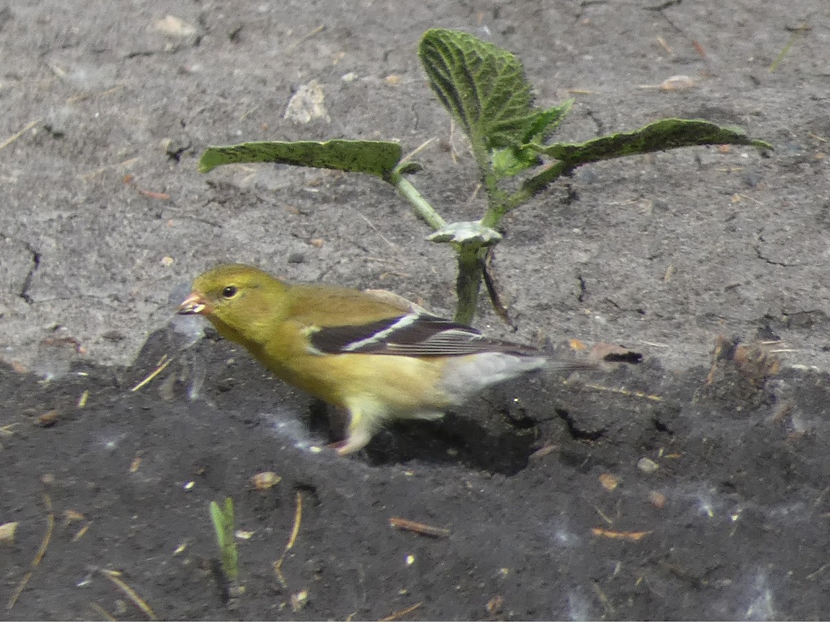 American Goldfinch - ML104615361