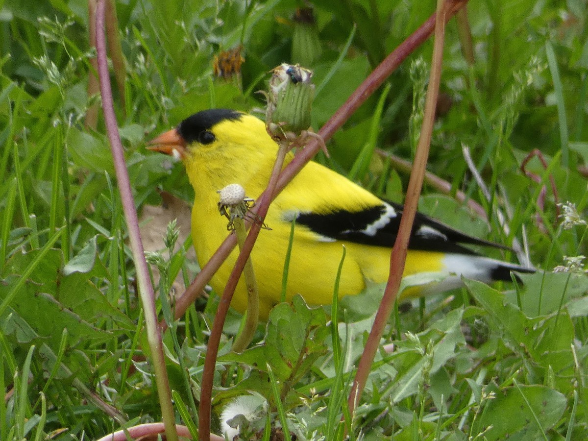 American Goldfinch - ML104615371