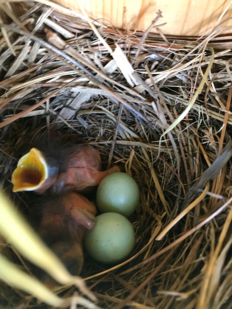 Eastern Bluebird - ML104615811