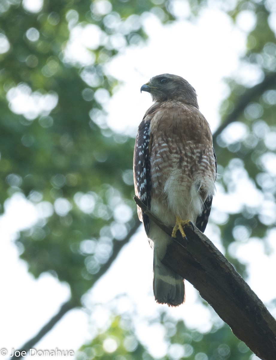 Red-shouldered Hawk - ML104617751