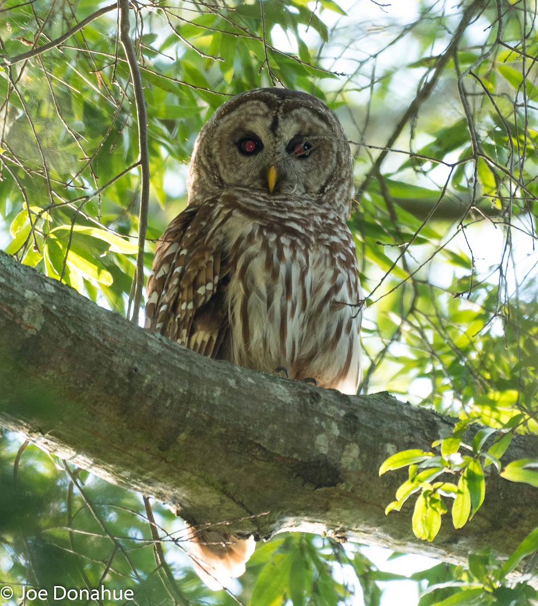 Barred Owl - ML104617811