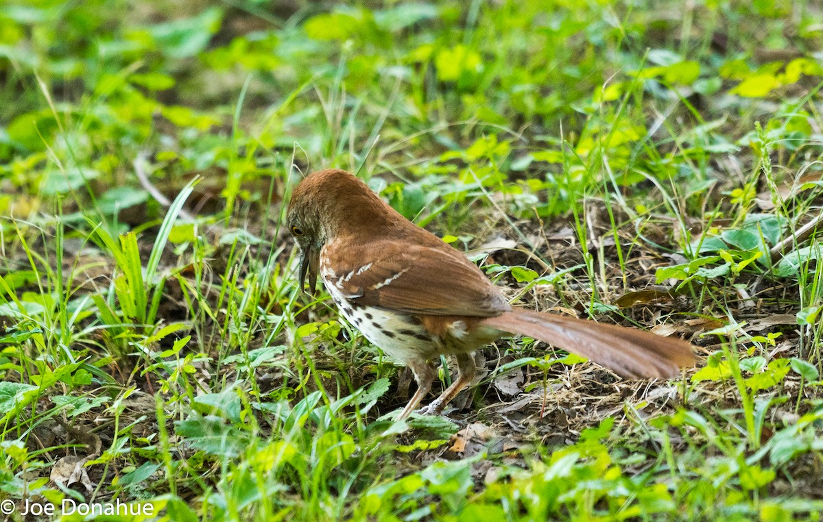 Brown Thrasher - ML104617911