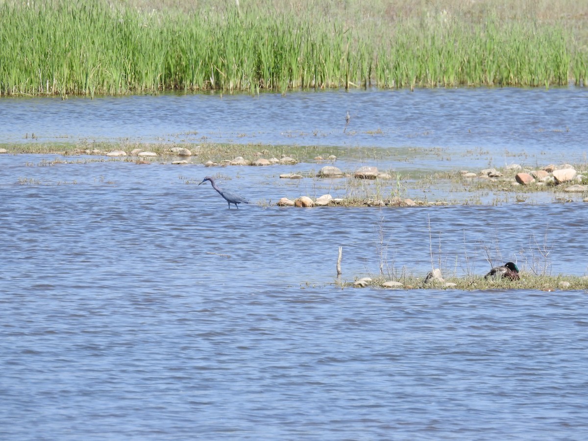 Little Blue Heron - ML104618461