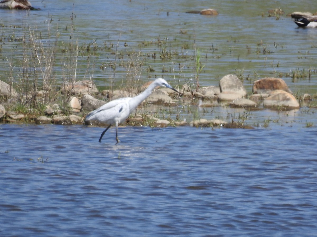 Little Blue Heron - ML104618501