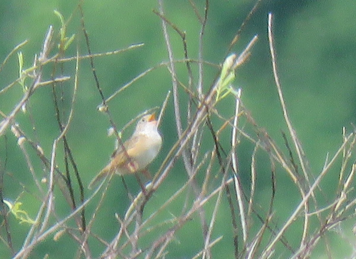 Sedge Wren - ML104619441