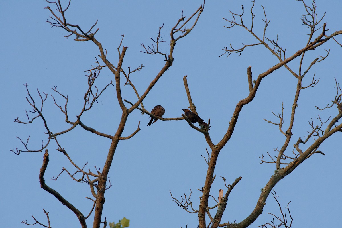 Brown-headed Cowbird - ML104619591