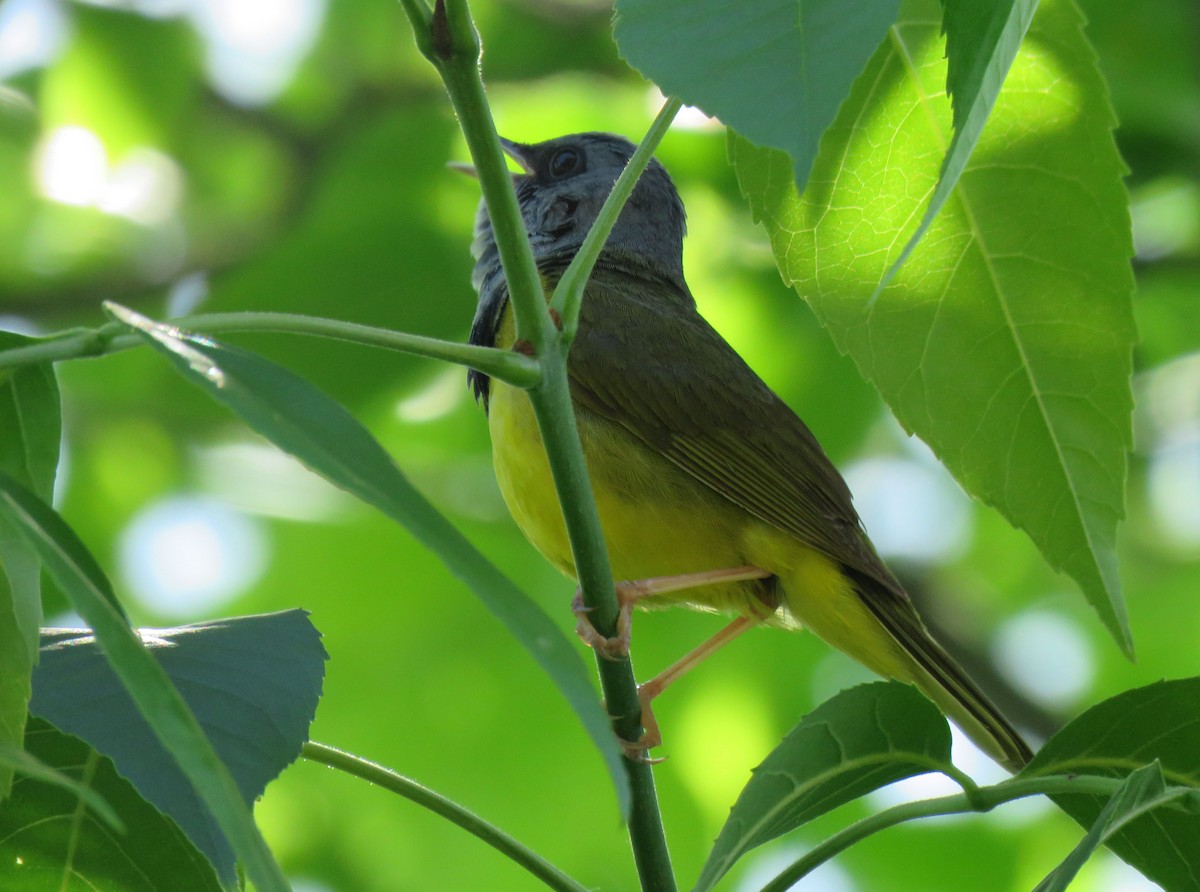 Mourning Warbler - ML104620671