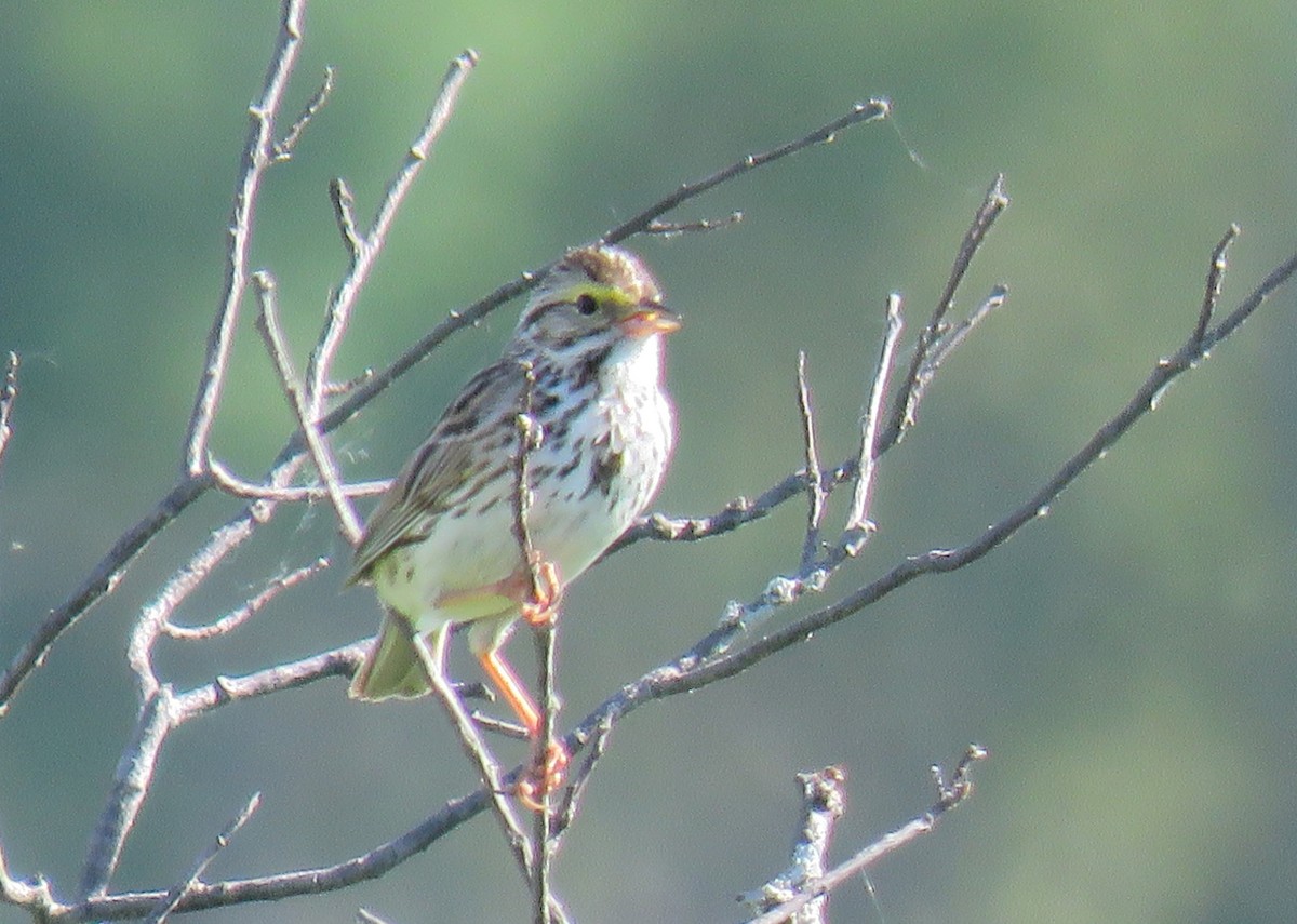 Savannah Sparrow - ML104621511