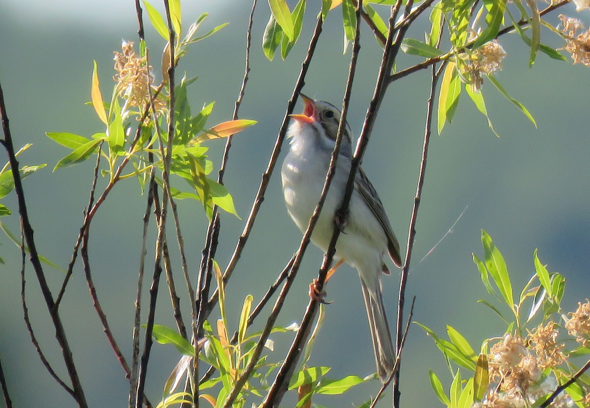 Clay-colored Sparrow - ML104622851