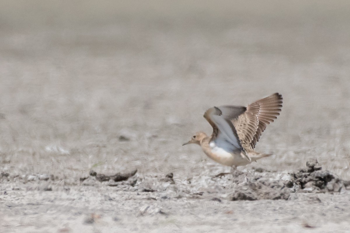 Жовтоволик - ML104623631