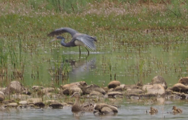 Tricolored Heron - Leslie S