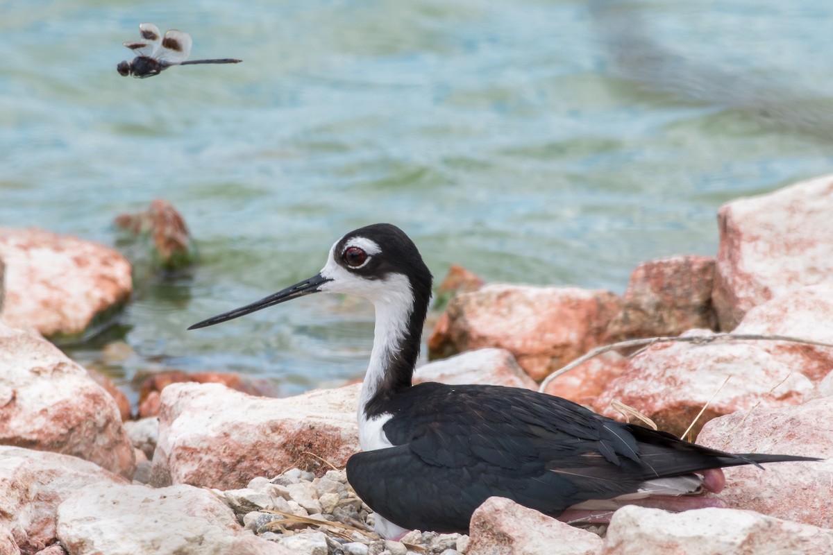 Black-necked Stilt - ML104624771