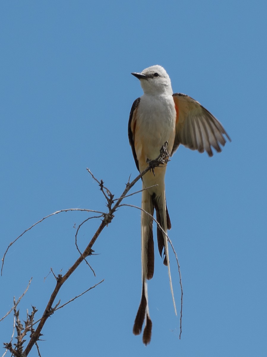 Scissor-tailed Flycatcher - ML104624841