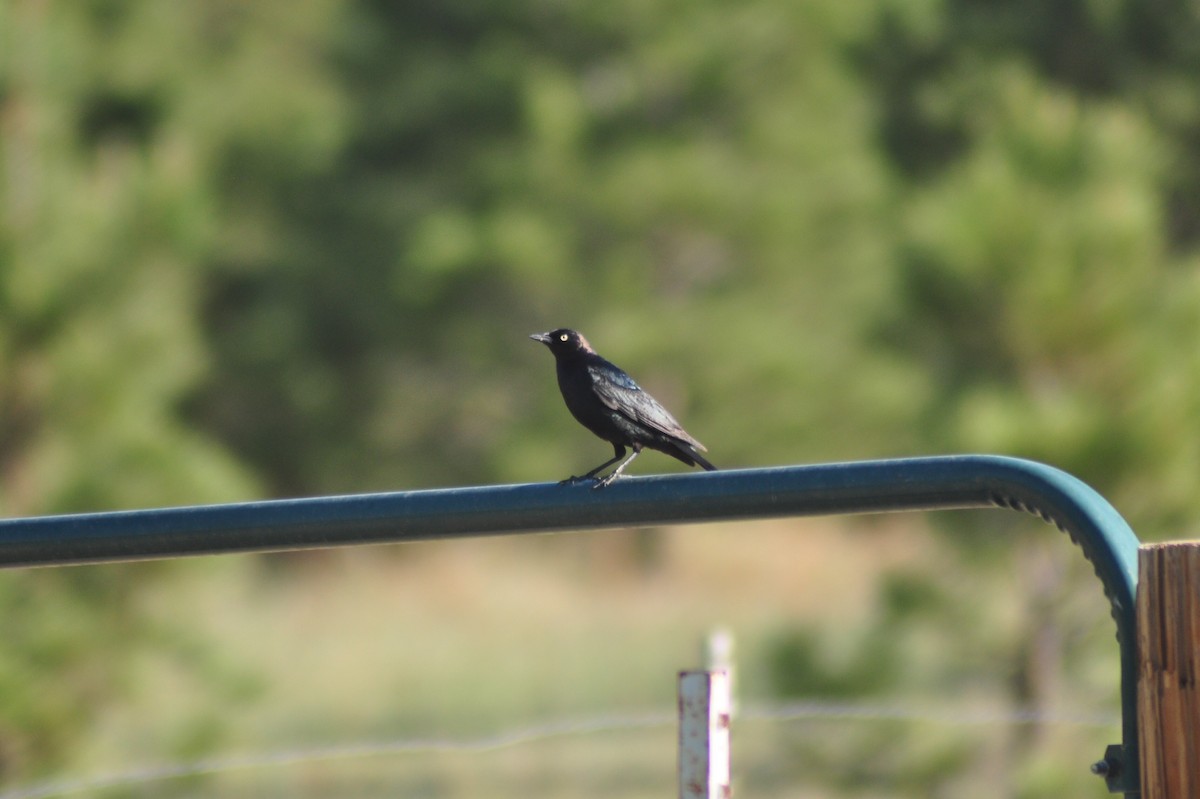 Brewer's Blackbird - ML104625691