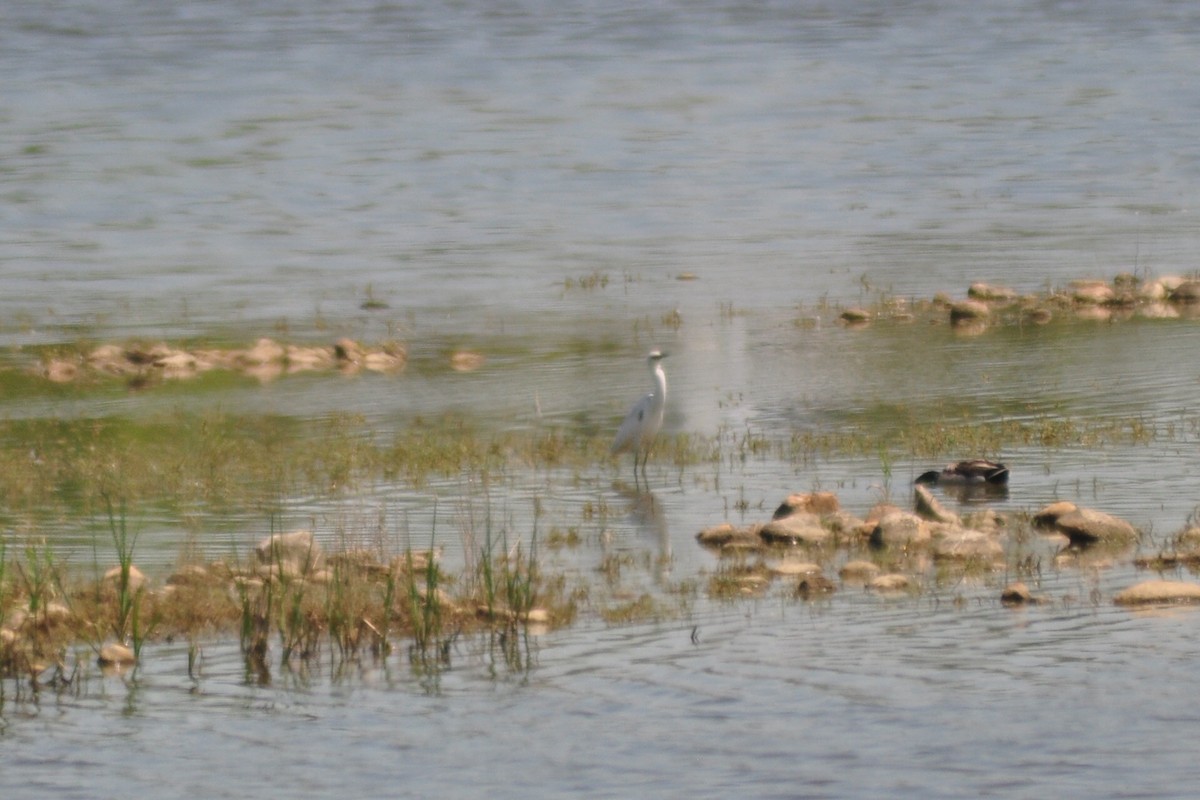 Little Blue Heron - ML104625801