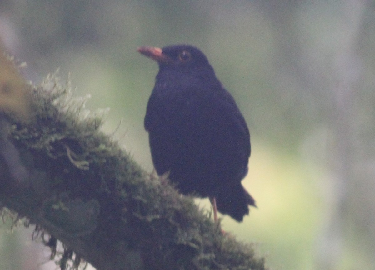 Glossy-black Thrush - ML104625981