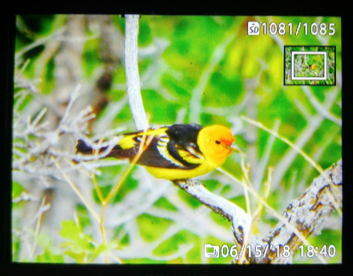 Western Tanager - David Walker