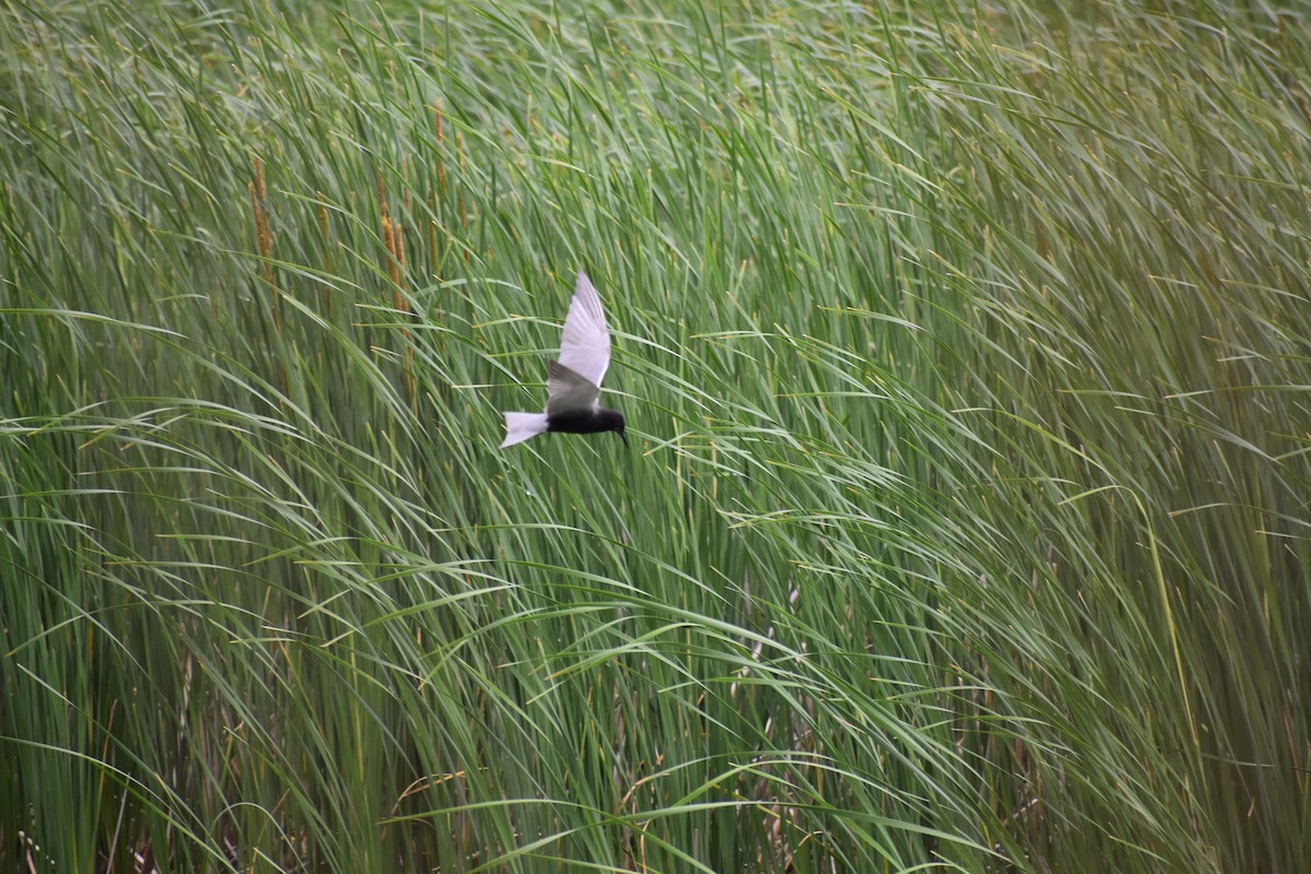 Black Tern - Eran Perkins