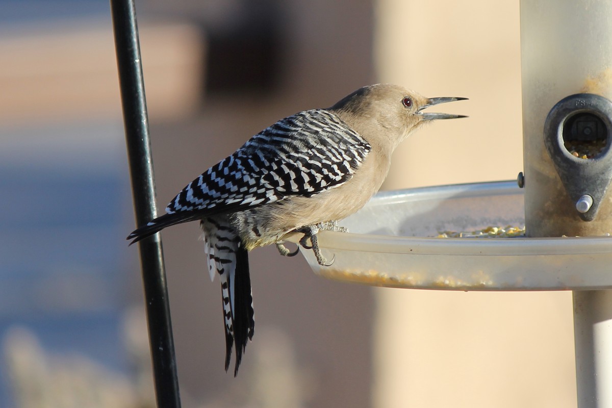 Gila Woodpecker - ML104629291