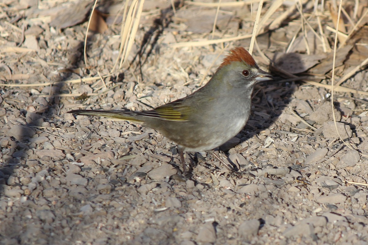 Green-tailed Towhee - ML104629411