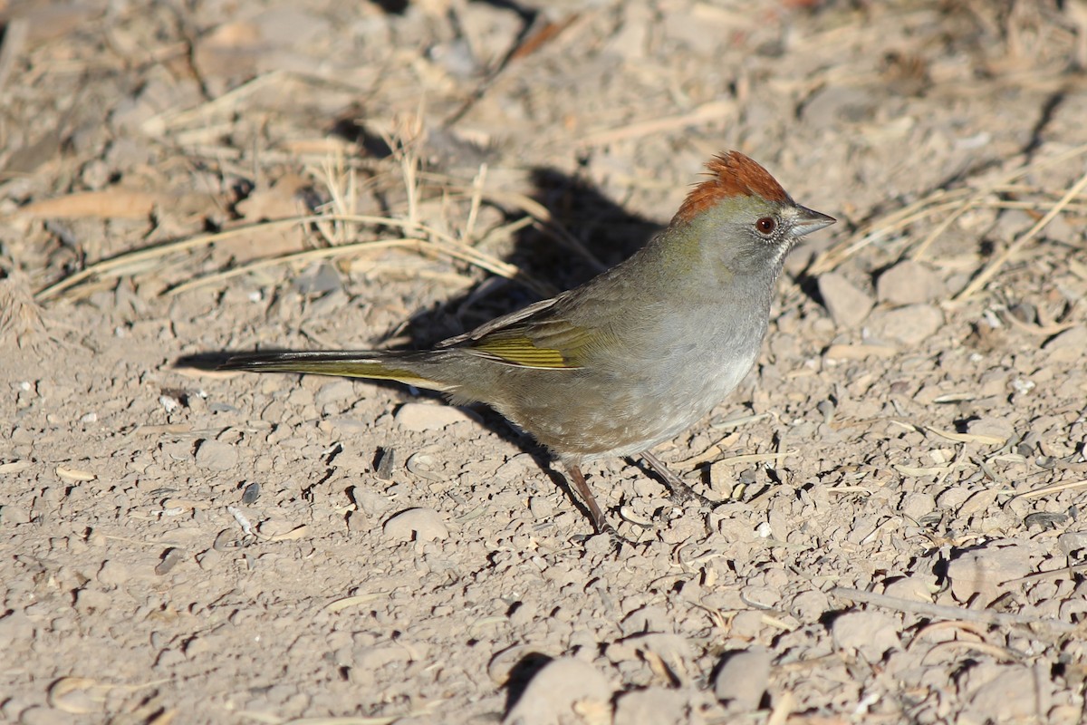 Green-tailed Towhee - ML104629421