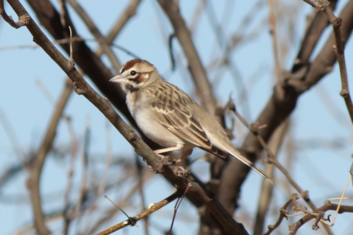 Lark Sparrow - ML104629711