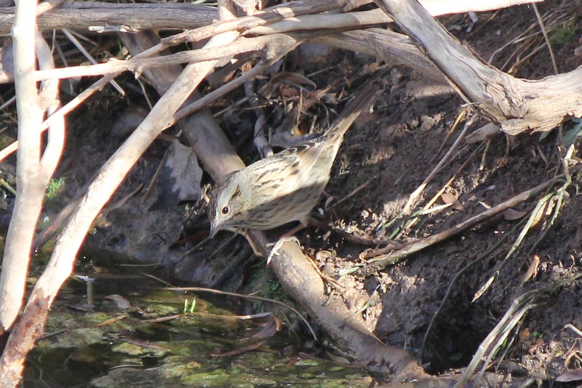 Lincoln's Sparrow - ML104629741