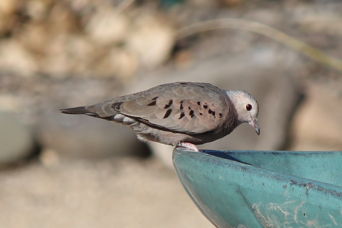 Common Ground Dove - ML104630001