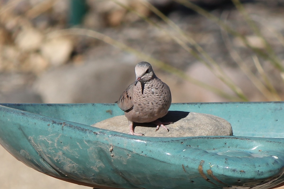 Common Ground Dove - ML104630011