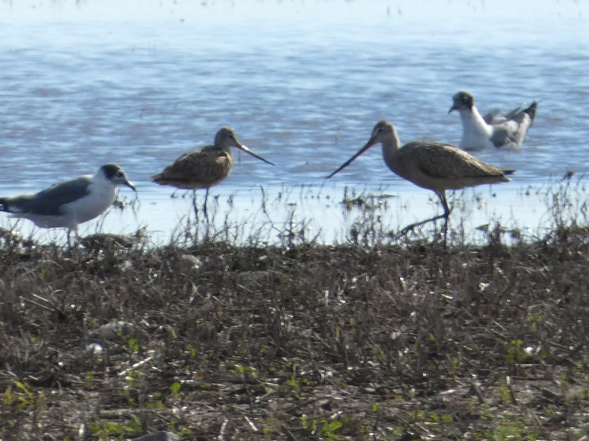 Marbled Godwit - ML104631561